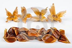 Beech tree fruit on a light table. Seeds of the deciduous tree