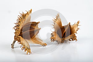 Beech tree fruit on a light table. Seeds of the deciduous tree