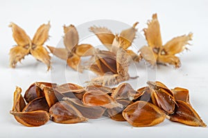 Beech tree fruit on a light table. Seeds of the deciduous tree