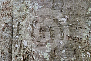 Beech tree graffiti