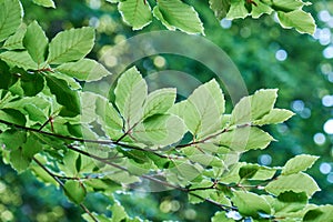 Beech tree green foliage