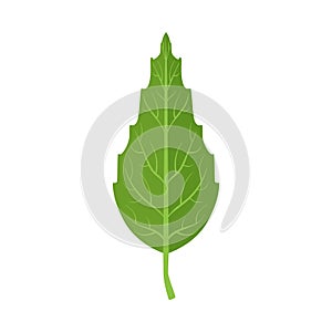 Beech tree green leaf vector Illustration