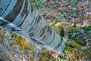 Beech tree with green moss