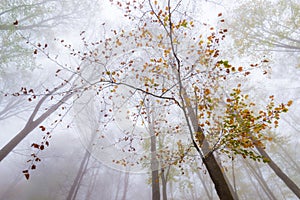 A beech tree growing majestically in a magic forest at Montseny