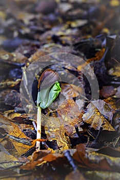 Beech tree growing from a seed