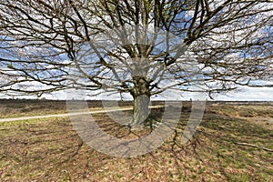 Beech tree at a heather field near Ede