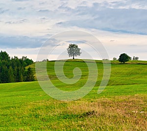 Beech tree on a hill above a green meadow