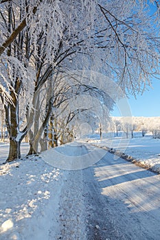 Beech tree with hoarfrost at a road