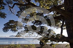 Beech tree on lake Te Anau, South Island, New Zealand