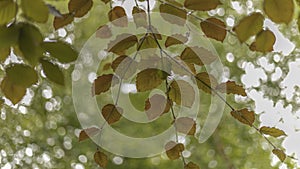 Beech tree leaves against the sunshine
