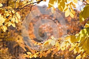 Beech Tree Leaves in the Fall