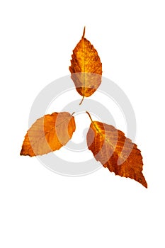 Beech Tree Leaves isolated on white background.