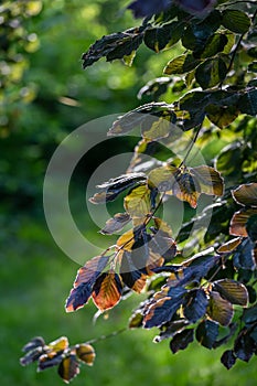 Beech tree leaves with sunlight at springtime