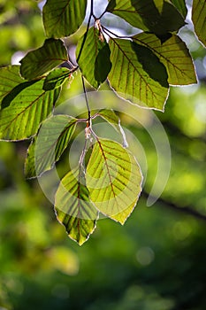 Beech tree leaves with sunlight at springtime