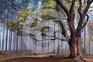 beech tree in misty forest during autumn