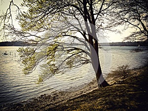 Beech tree by the sea retro