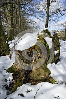 Beech Tree stump in Snow