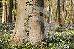 Beech tree trunk