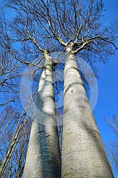 Beech tree trunk upward view