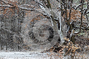 Beech tree in winter on the Shumen Plateau