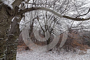 Beech tree in winter on the Shumen Plateau