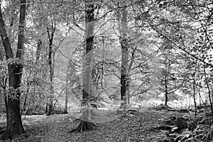 Beech Tree woodlands with sunshine shining through the canopy in black and white