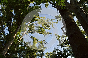 Beech trees