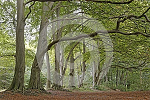 Beech trees