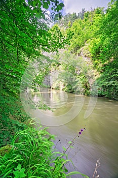 Beech trees around River Hornad in Slovak Paradise during summer