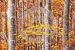 Beech trees in autumn, Emilia Romagna