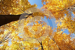 Beech trees in an autumn forest against the blue sky