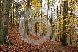 Beech trees autumn forest
