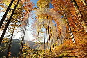 Beech trees in an autumn forest lit by the morning sun