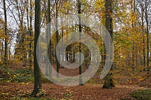 Beech trees autumnal forest