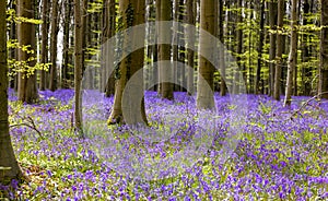 Beech trees in bluebells forest