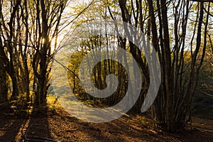 Beech trees in Canfaito forest Marche, Italy at sunset with warm colors, sun filtering through and long shadows