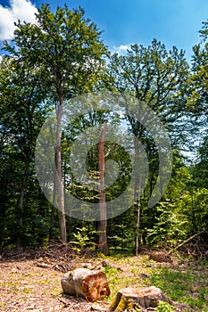 beech trees cut down in the deciduous forest
