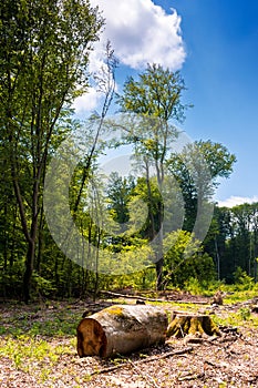 beech trees cut down in the deciduous forest