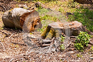 beech trees cut down in the deciduous forest