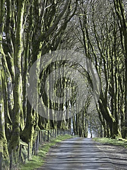 Beech trees, Fagus sylvatica