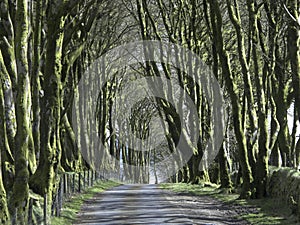 Beech trees, Fagus sylvatica