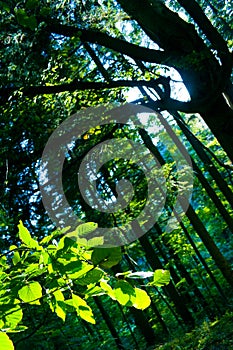 Beech trees in forest