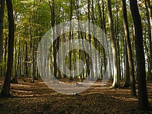 Beech trees forest in autumn / fall daylight