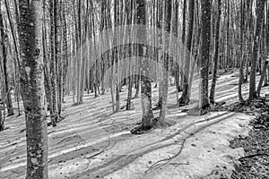 Beech trees forest. Black and white photo