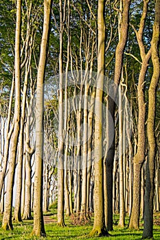 Beech trees in a forest
