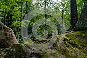 Beech trees forest. Dovbush Rocks, Carpathian Mountains, Ukraine. National park. Scenic view of green beech trees and mossy rocks.