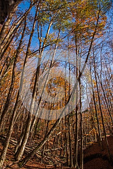 Beech trees in a forest