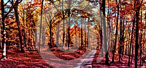 Beech trees forest with gravel road at autumn afternoon daylight