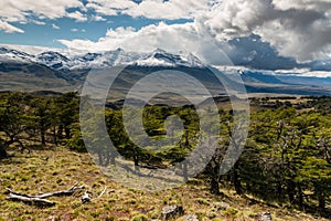 Beech trees forest in Southern Patagonia