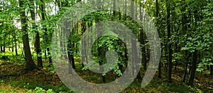 Beech trees forest at spring daylight